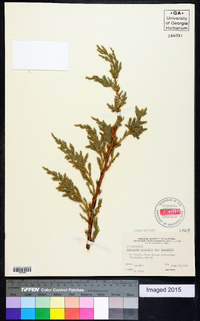 Juniperus chinensis var. sargentii image