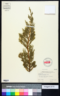 Juniperus chinensis image