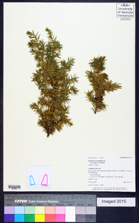 Juniperus communis var. depressa image