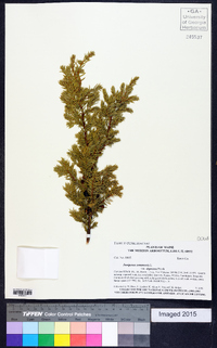 Juniperus communis var. depressa image