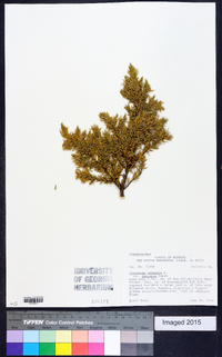 Juniperus communis var. depressa image