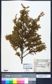 Juniperus communis var. depressa image