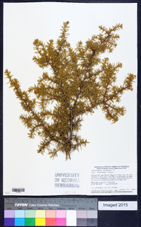 Juniperus communis var. depressa image