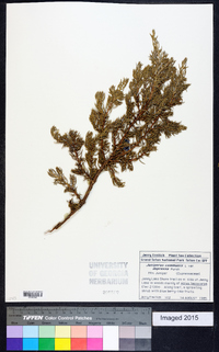 Juniperus communis var. depressa image