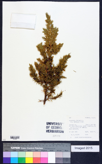 Juniperus communis var. depressa image