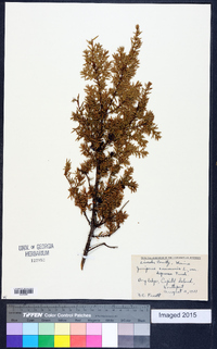 Juniperus communis var. depressa image