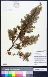 Juniperus communis var. depressa image