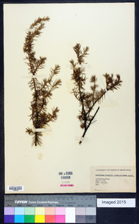 Juniperus communis var. depressa image