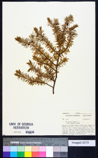 Juniperus communis var. depressa image