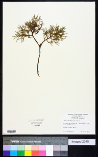 Juniperus deppeana image