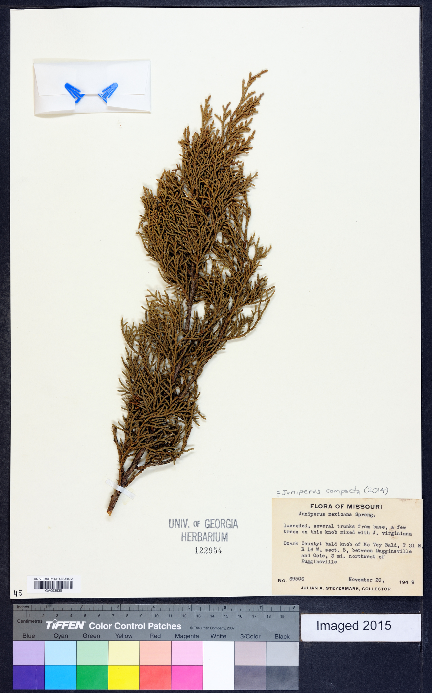 Juniperus compacta image