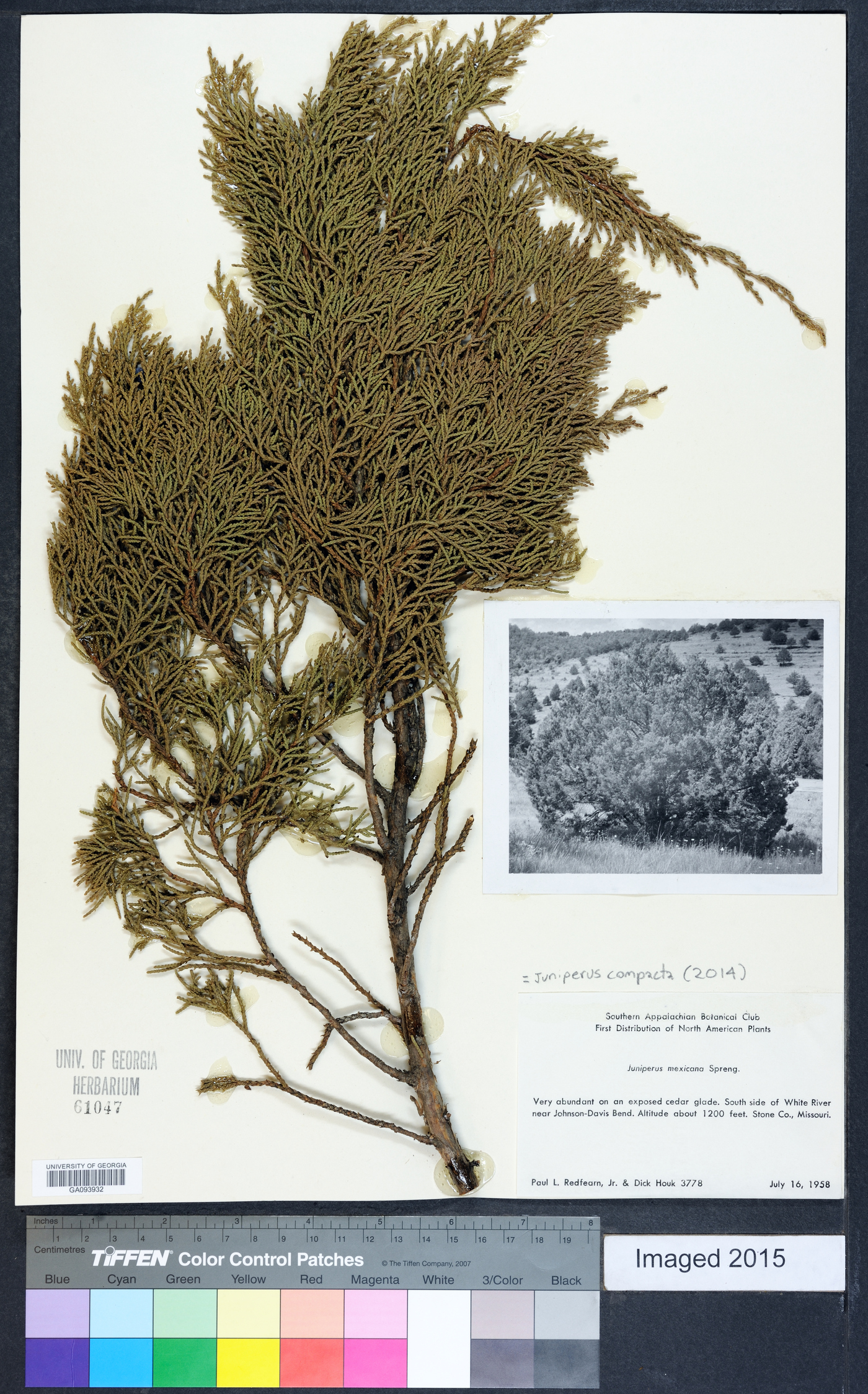 Juniperus compacta image