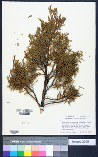 Juniperus monosperma image