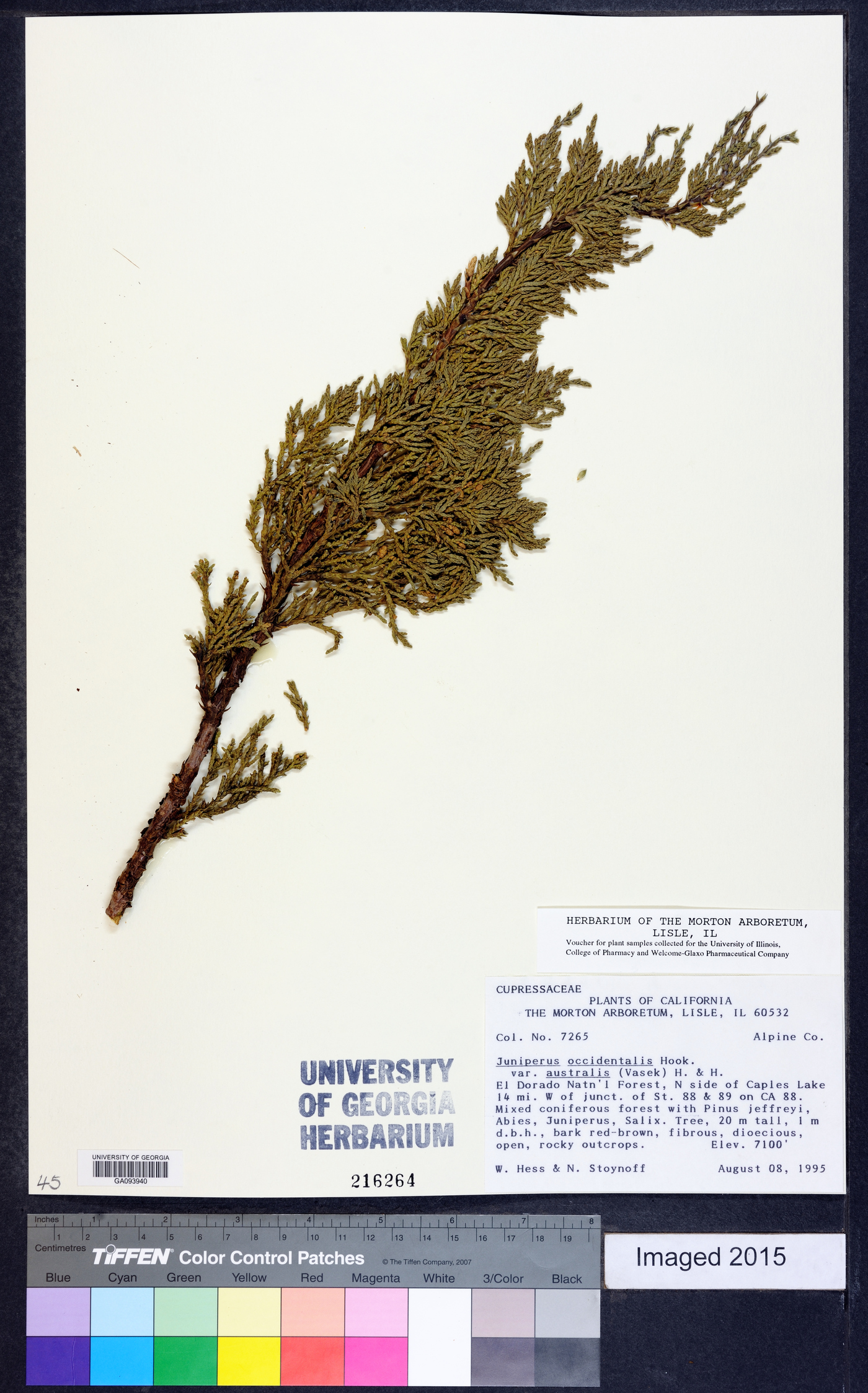 Juniperus occidentalis var. australis image