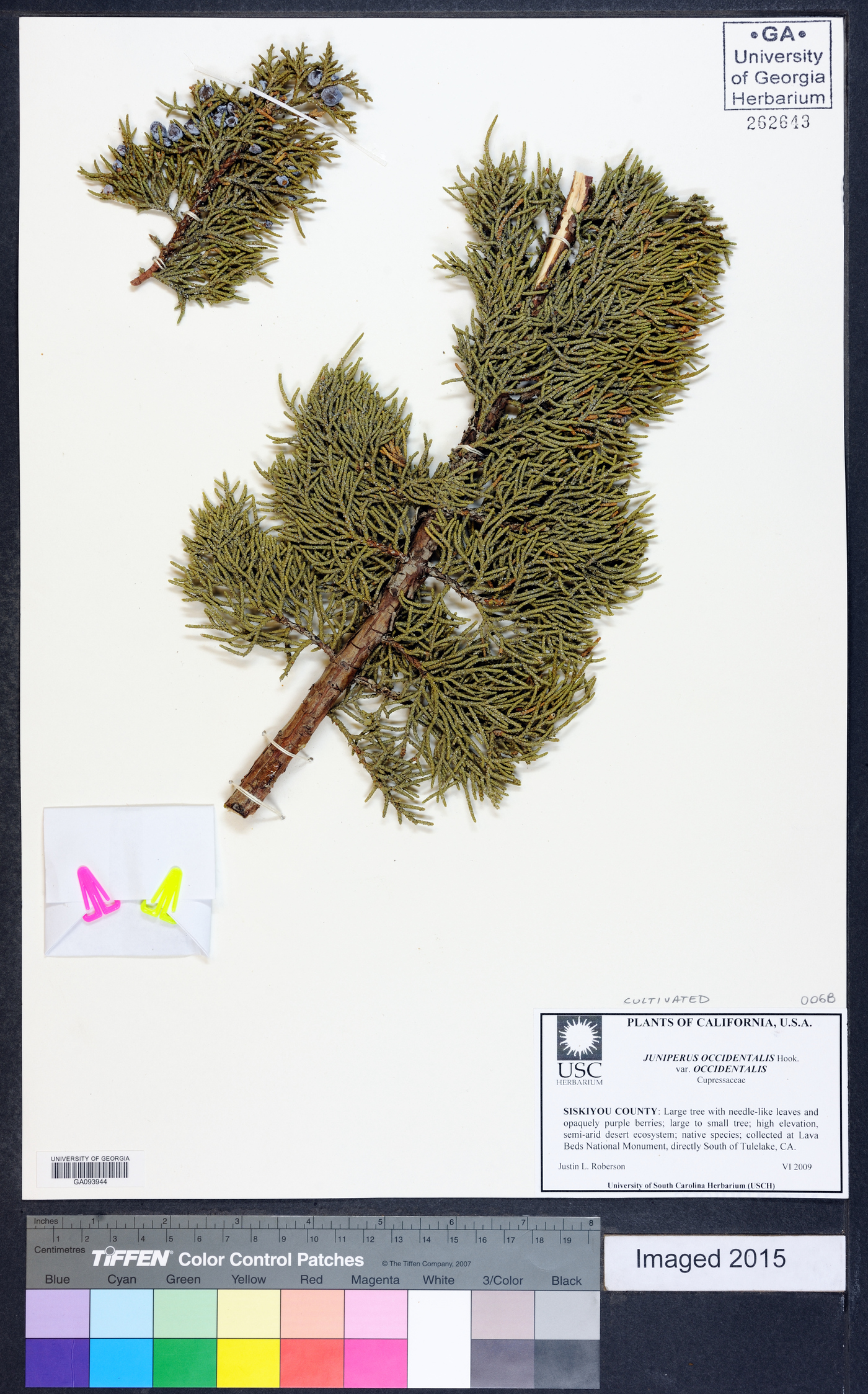 Juniperus occidentalis var. occidentalis image