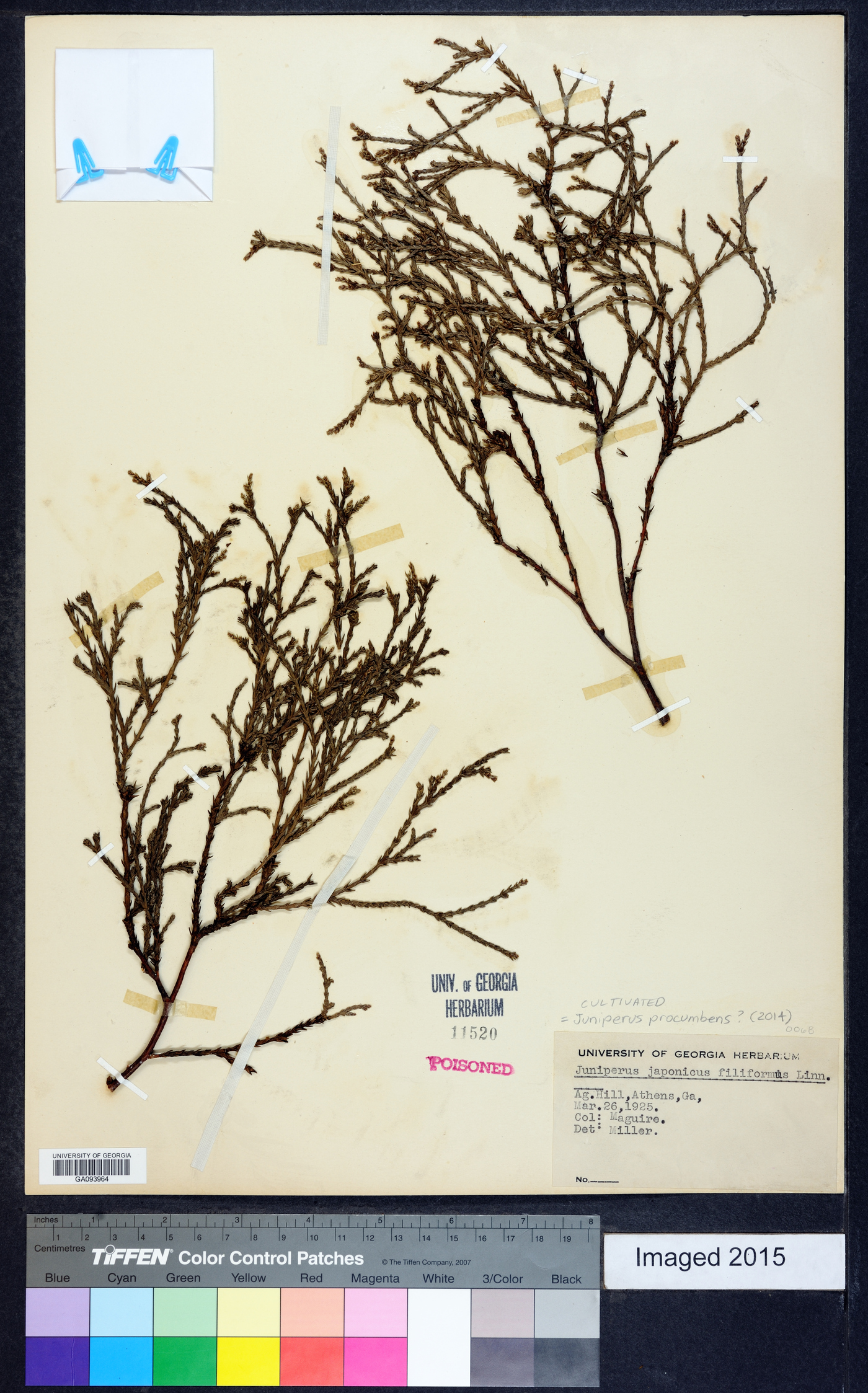 Juniperus procumbens image