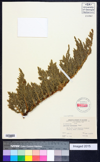 Juniperus procumbens image