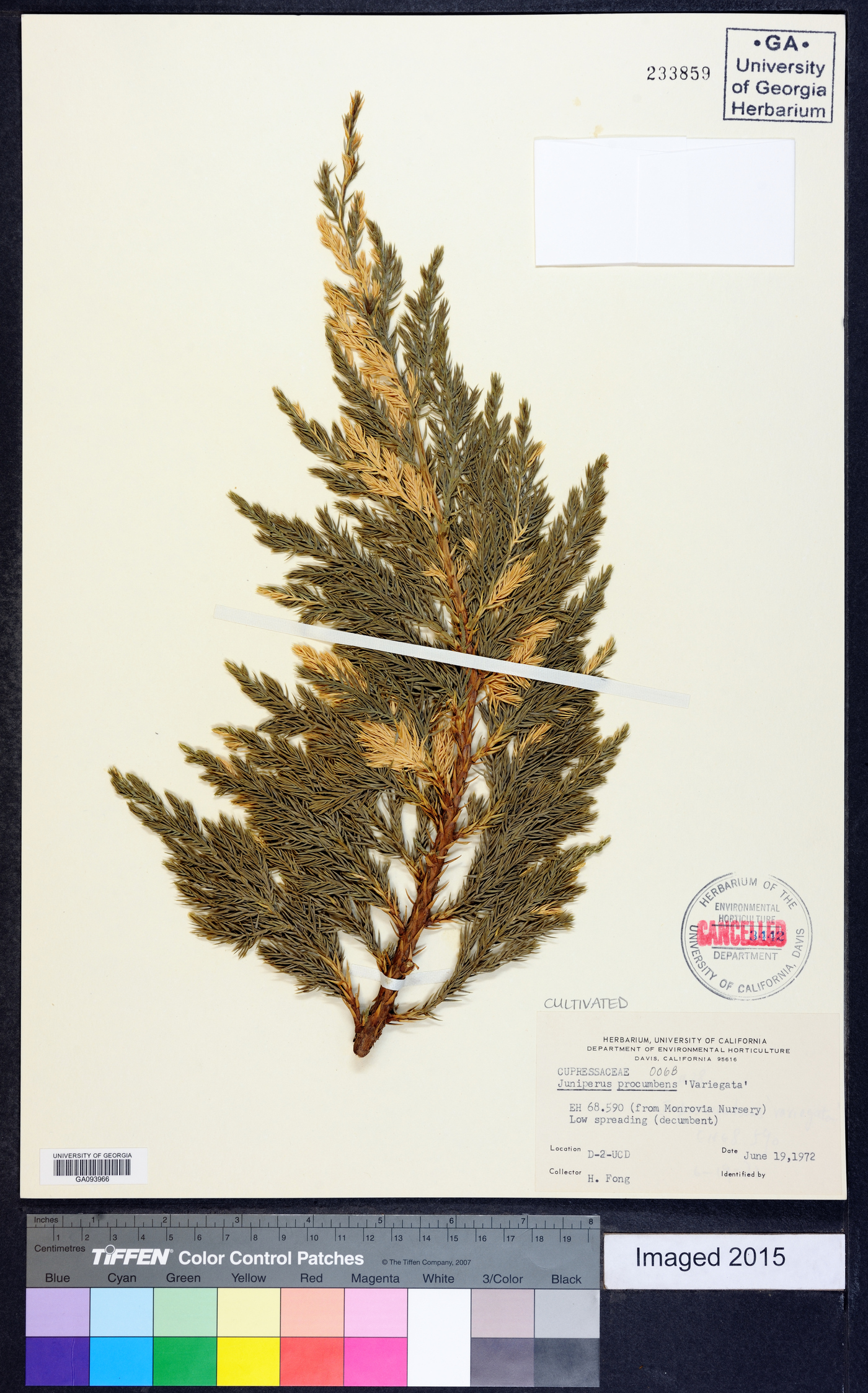 Juniperus procumbens image