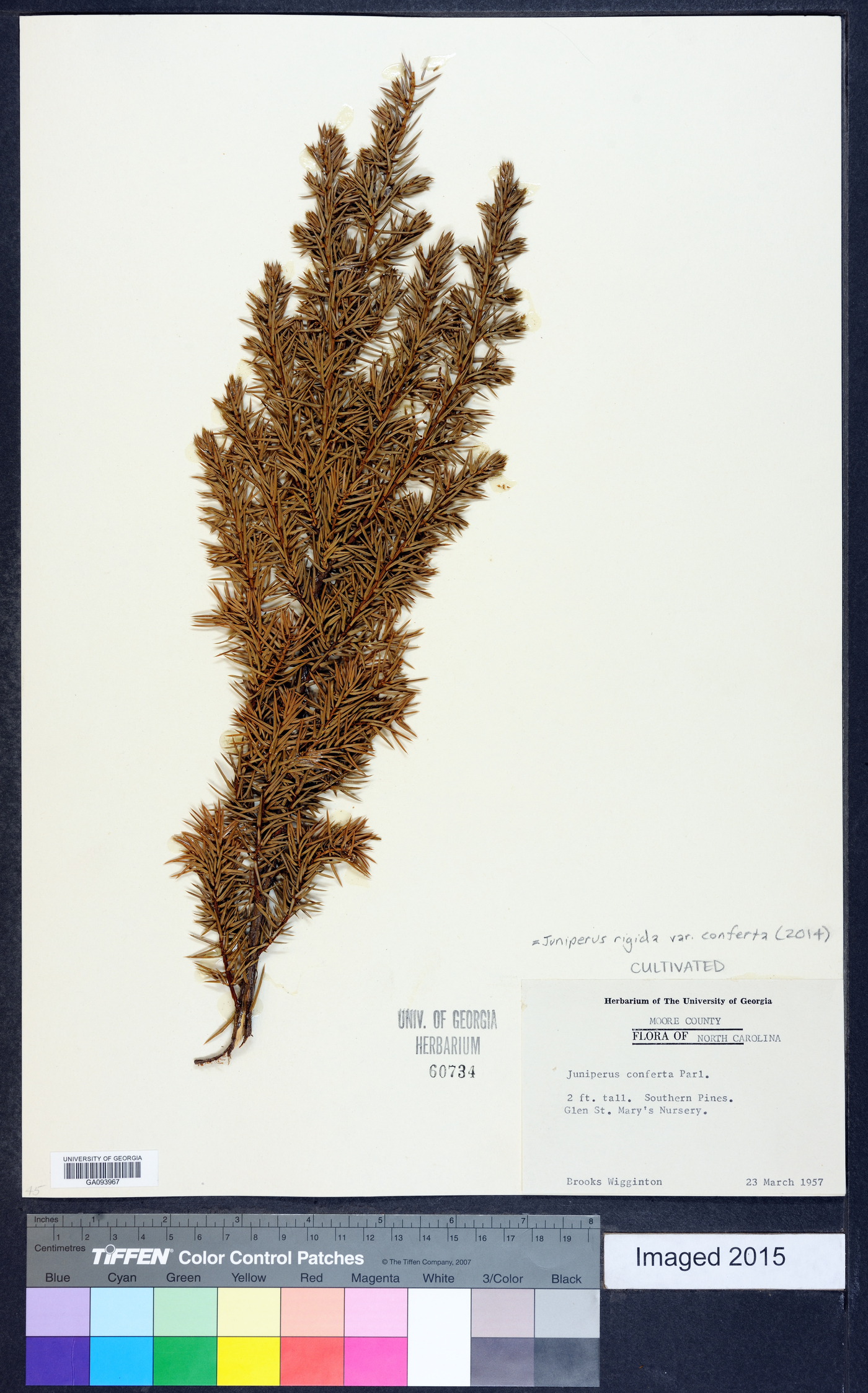 Juniperus rigida var. conferta image