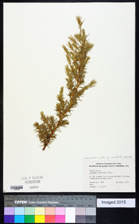 Juniperus rigida var. conferta image