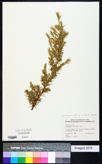 Juniperus rigida image