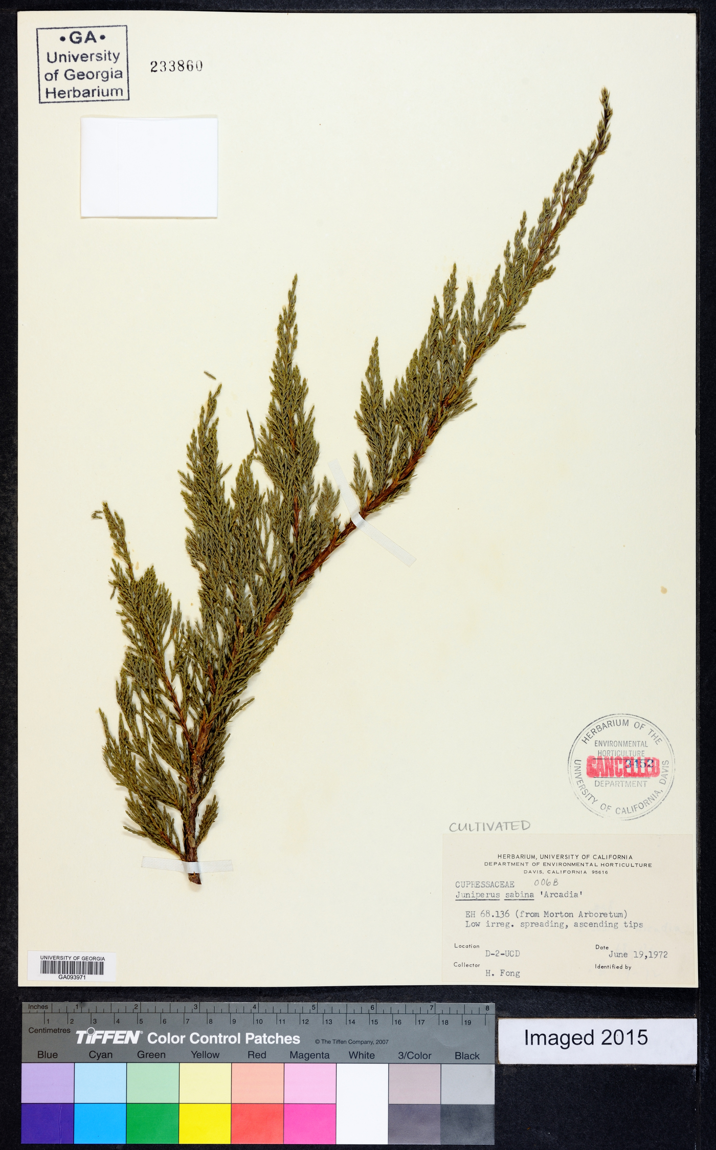 Juniperus sabina image