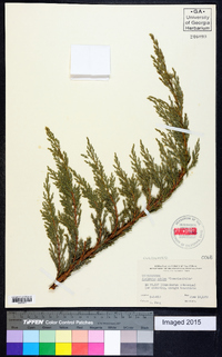 Juniperus sabina image