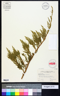 Juniperus sabina image