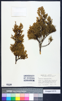 Juniperus scopulorum image