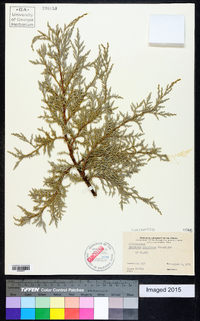 Juniperus scopulorum image