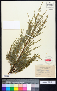 Juniperus scopulorum image