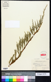 Juniperus scopulorum image