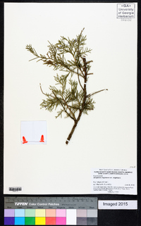 Juniperus virginiana var. virginiana image