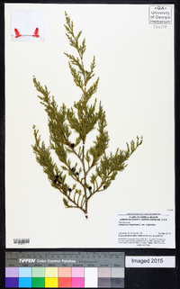 Juniperus virginiana var. virginiana image