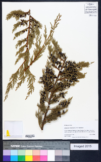 Juniperus virginiana var. virginiana image