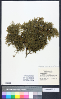 Juniperus virginiana var. silicicola image