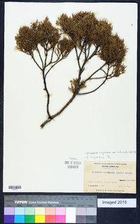 Juniperus virginiana var. silicicola image