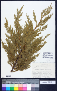 Juniperus virginiana var. silicicola image