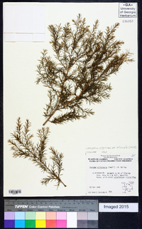 Juniperus virginiana var. silicicola image