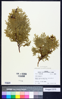 Platycladus orientalis image