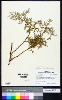 Platycladus orientalis image