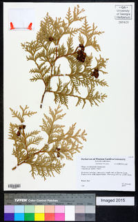 Thuja occidentalis image