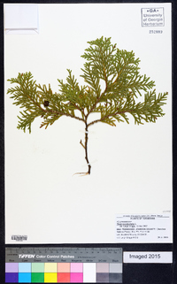 Thuja occidentalis image