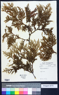 Thuja occidentalis image