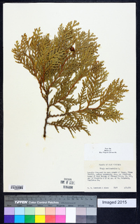 Thuja occidentalis image