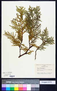 Thuja occidentalis image