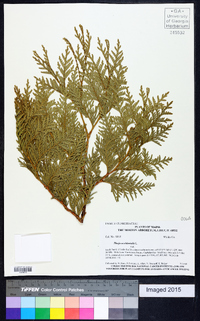 Thuja occidentalis image