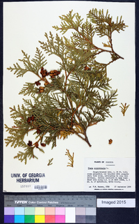 Thuja occidentalis image