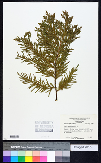 Thuja occidentalis image