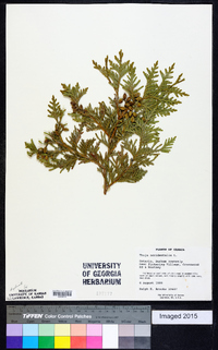 Thuja occidentalis image